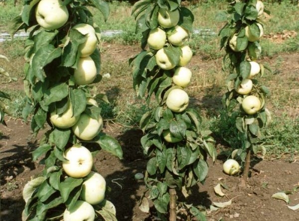 колоновидные яблони для урала сорта