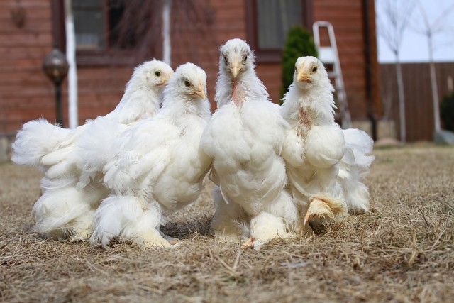 куры кохинхины