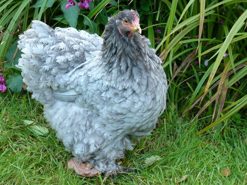 кохинхин карликовый