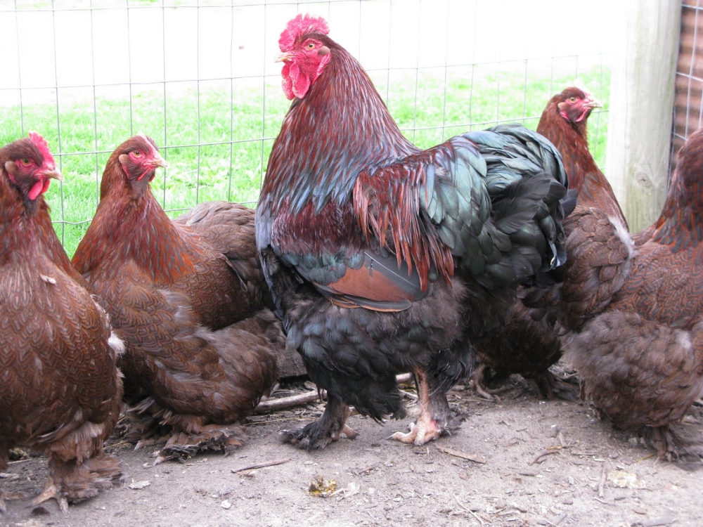 кохинхин порода кур описание