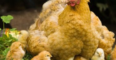 породы кур Кохинхин