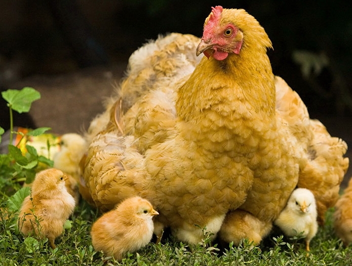 кохинхин порода кур описание