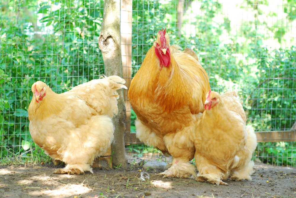 куры кохинхины