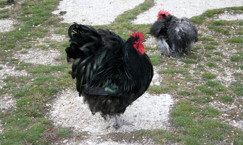 куры кохинхины