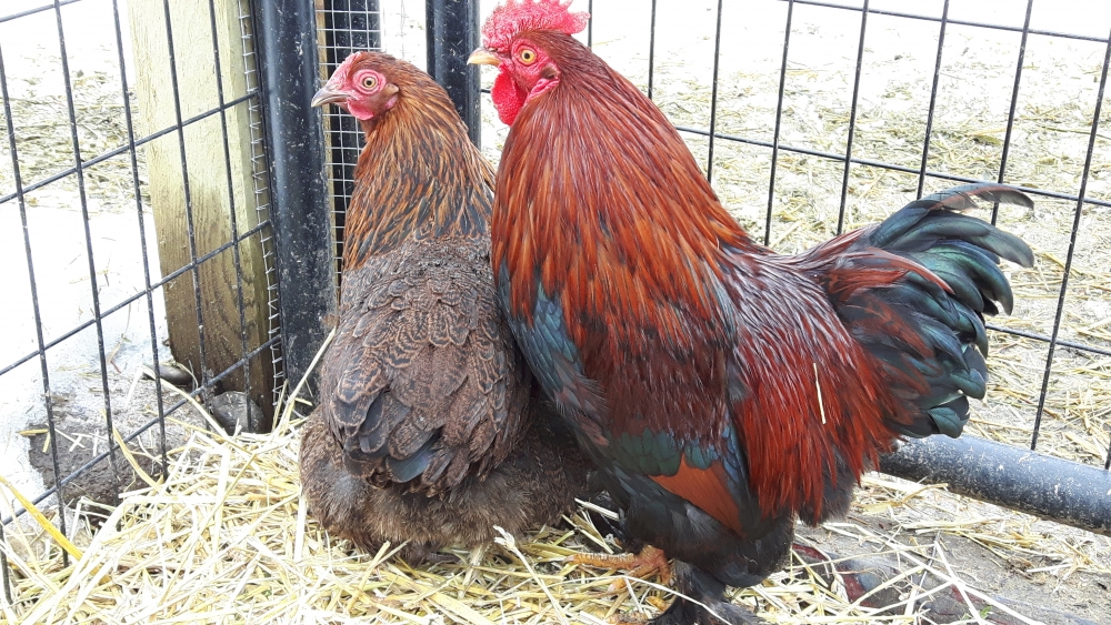 кохинхин порода кур описание