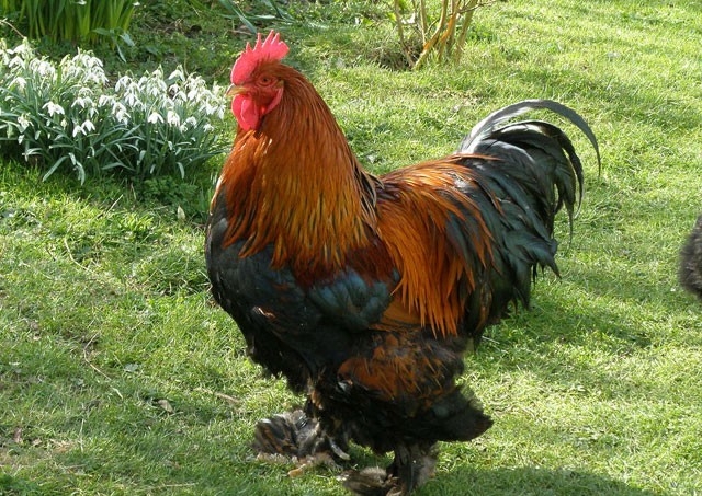 куры кохинхины