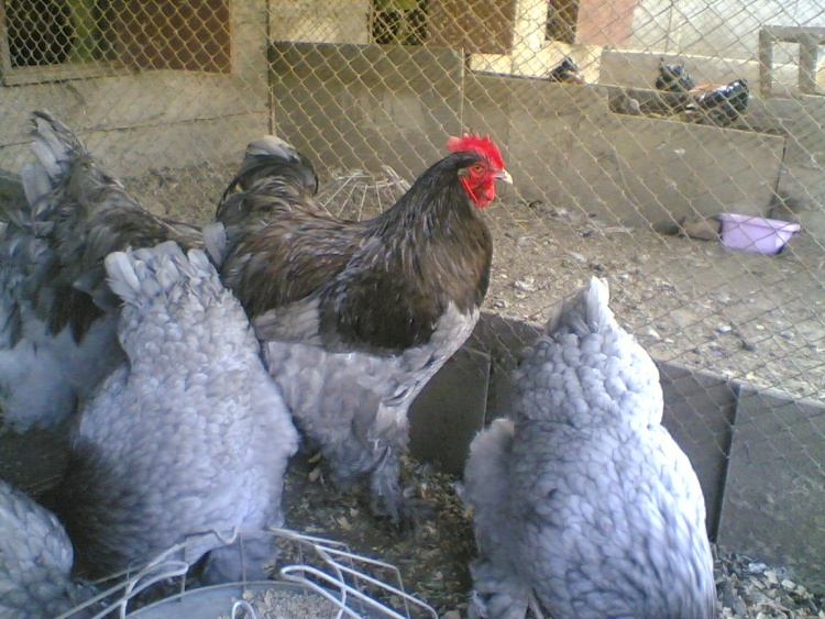 кохинхин карликовый