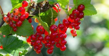 Посадка красной смородины осенью