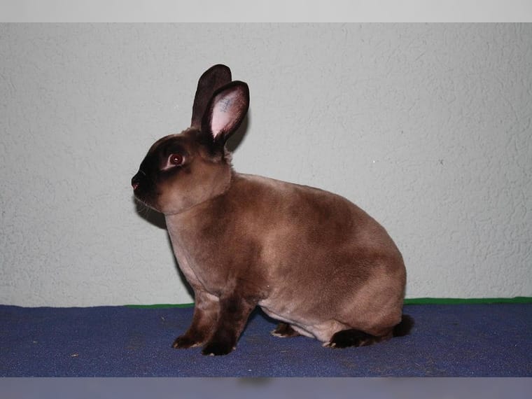 карликовый рекс