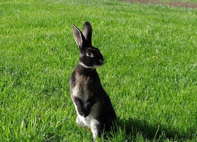 кролики рексы разведение