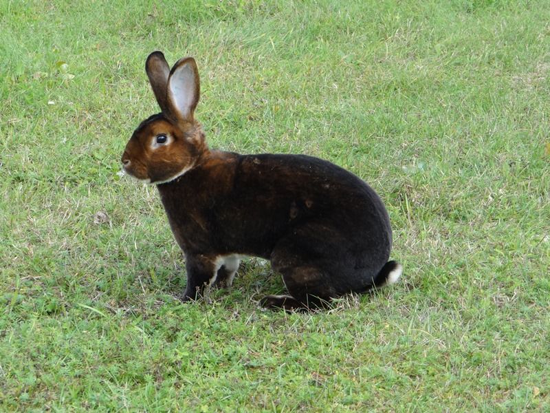 карликовый рекс