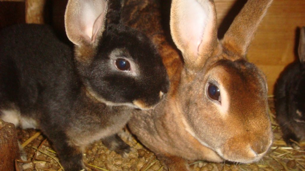 карликовый рекс