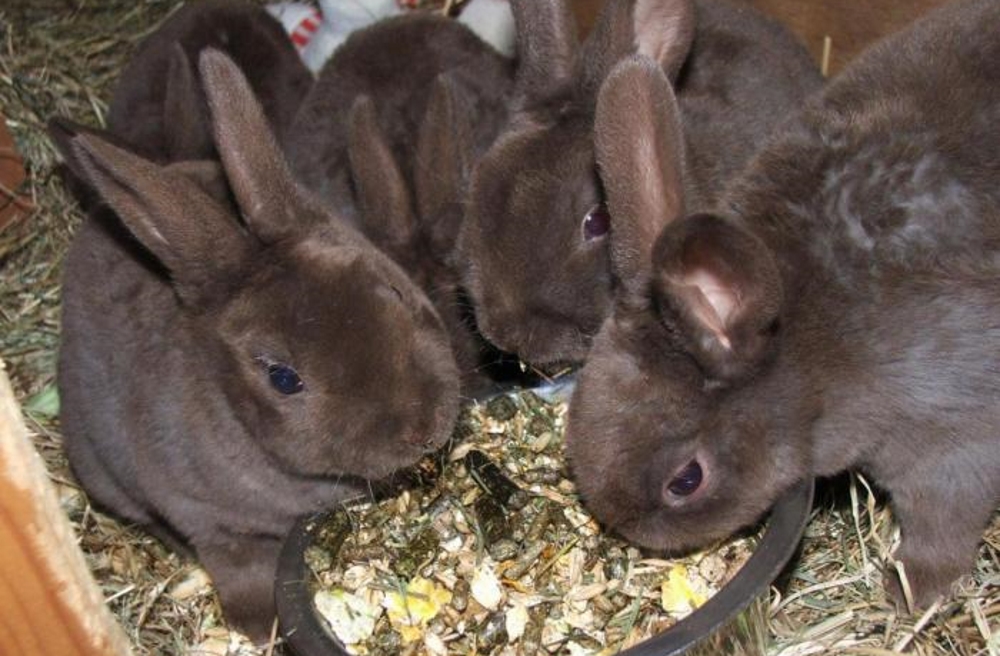 кролики породы рекс