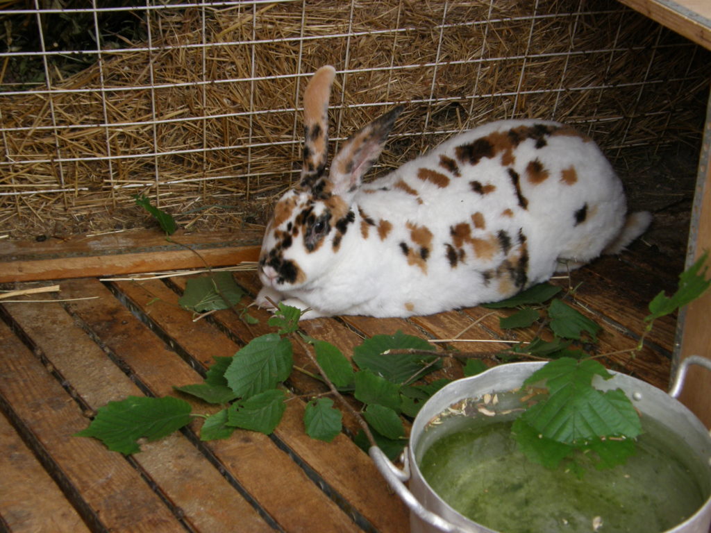 кролики породы рекс