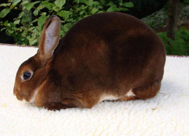 кролик рекс фото зверька