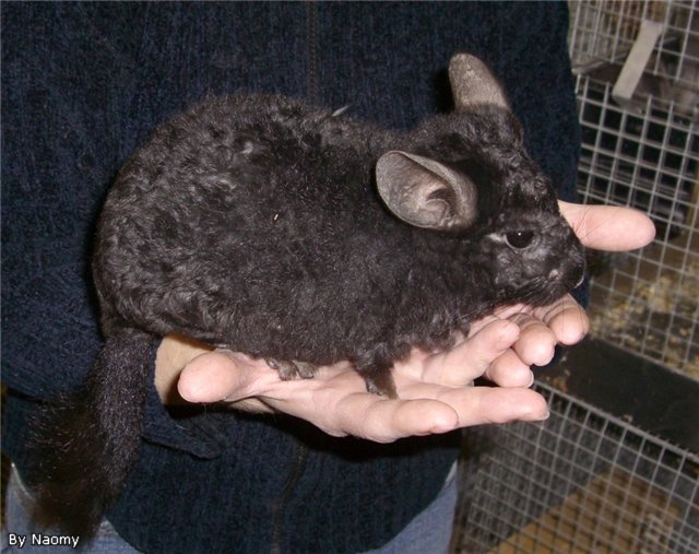 кролики породы рекс