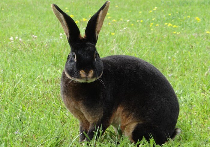 карликовый рекс