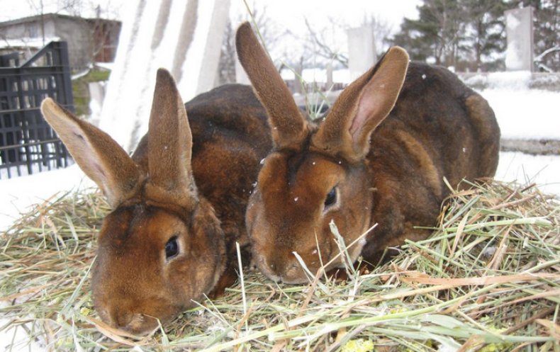 карликовый рекс