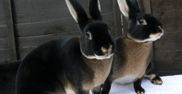 Кролики породы Рекс