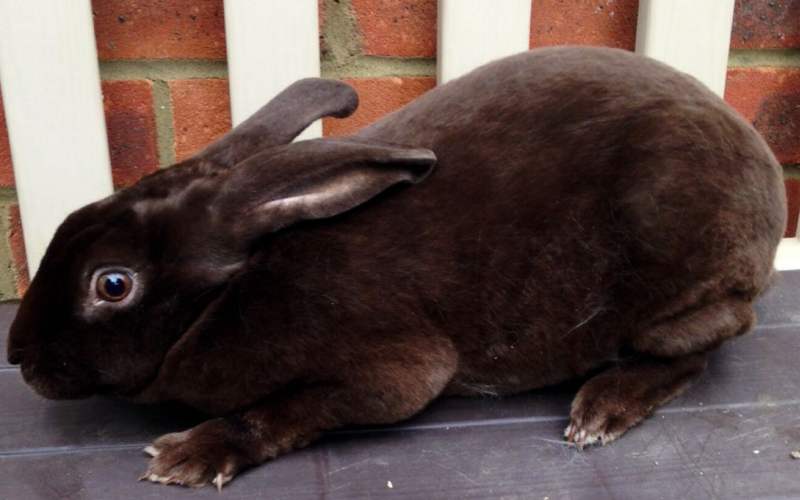 кролики рексы разведение