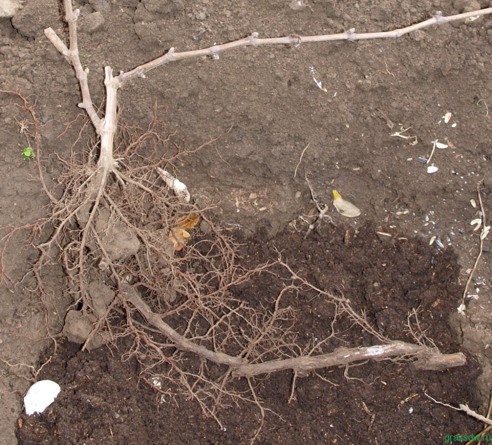 крыжовник выращивание и уход