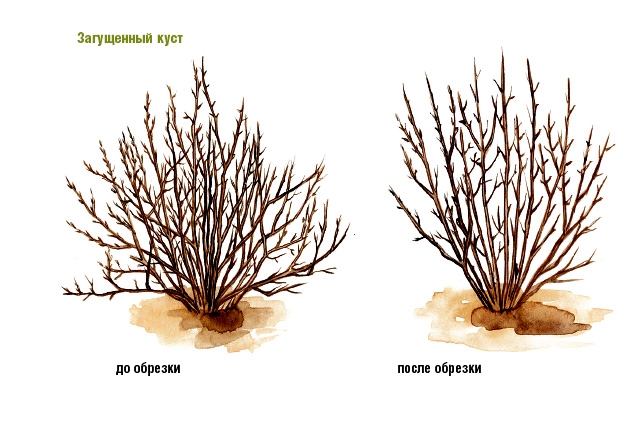 крыжовник посадка и уход в открытом грунте