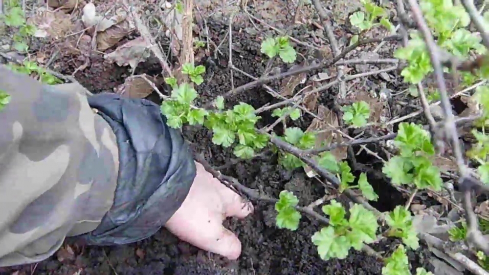 правильно посадить крыжовник