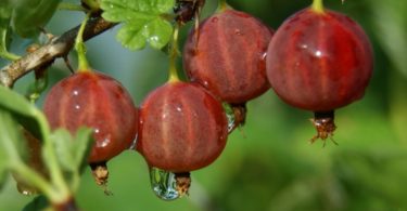 Посадка и уход за крыжовником