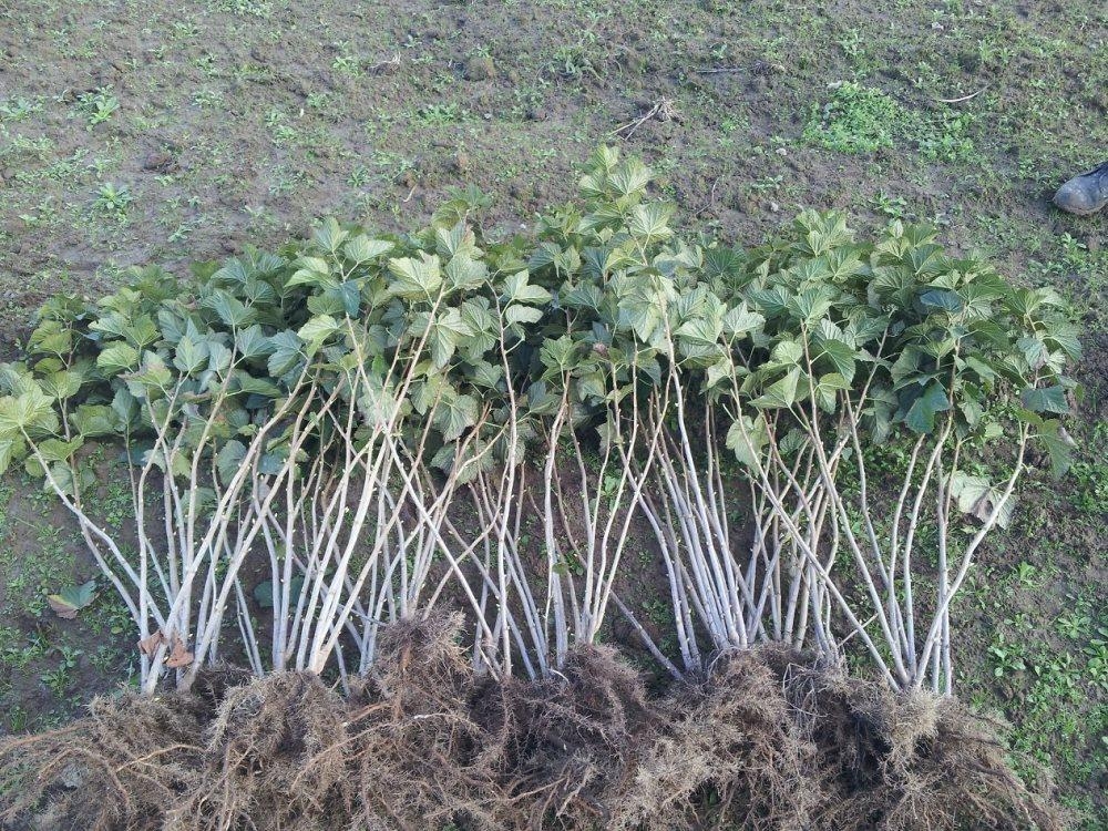 правильно посадить крыжовник