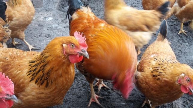 кучинские куры