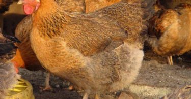 Кучинская Юбилейная порода кур