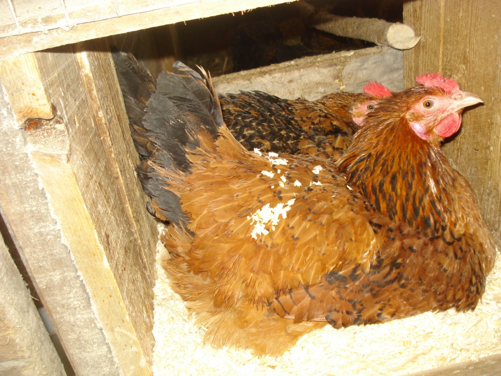 кучинские куры