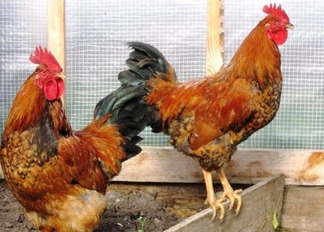 кучинская юбилейная порода кур описание