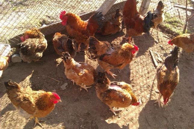 куры кучинская юбилейная характеристика