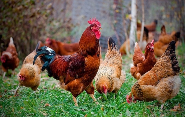 кучинские куры