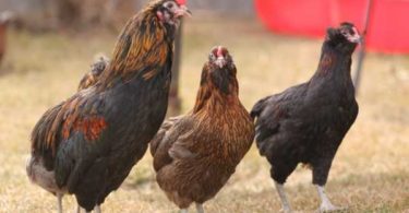 породы кур Араукана