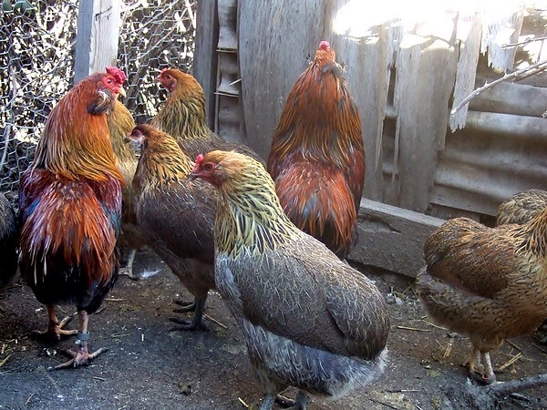Araucanian kuřata fotografie a popis