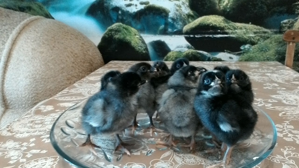 Цыплята Доминант. - YouTube