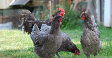 фото породы кур Джерсийский гигант
