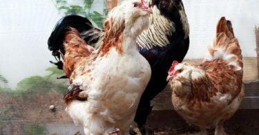 породы кур Фавероль