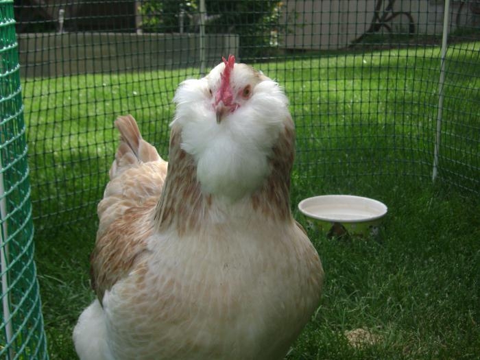 куры фавероль фото и описание