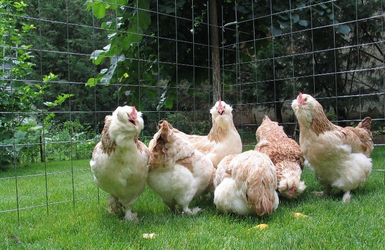 куры фавероль фото и описание