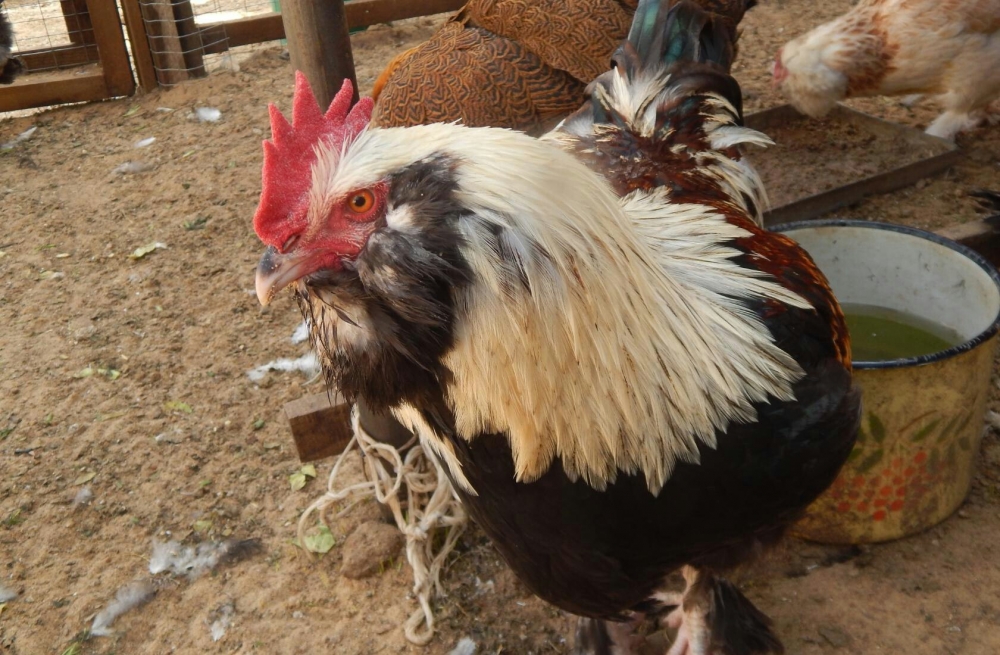 фавероль лососевая