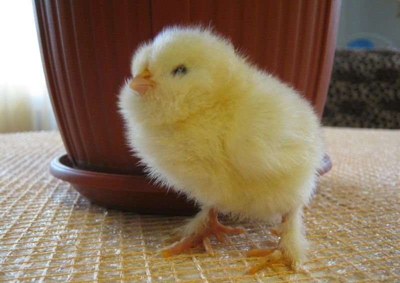 фавероль лососевая