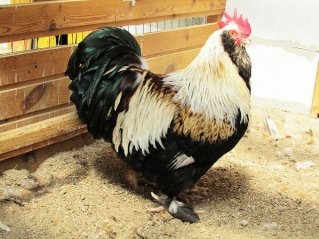 фавероль лососевая