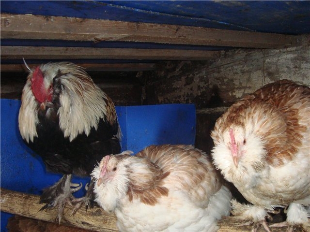 фавероль порода кур описание