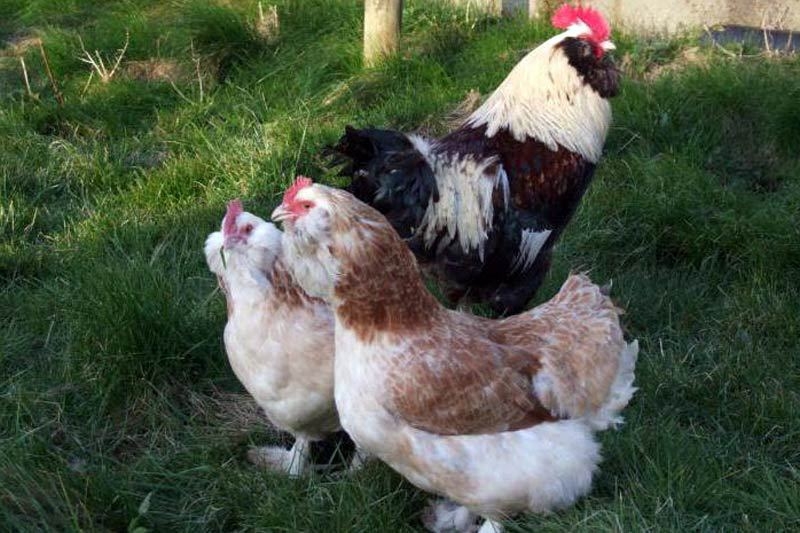 фавероль лососевая