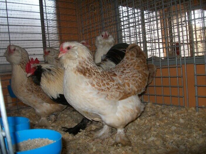 фавероль порода кур описание