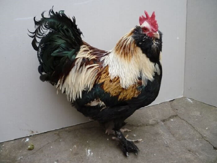 фавероль порода кур описание