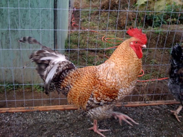 куры мараны фото и описание